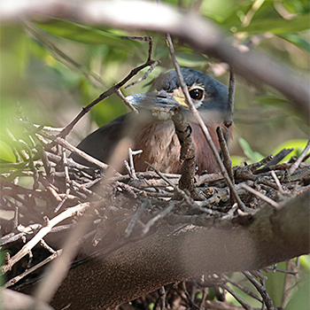 White-backed Night-heron