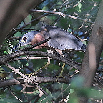 White-backed Night-heron