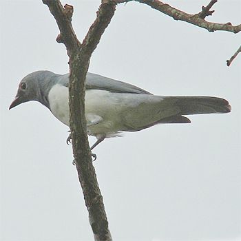 White-breasted Cuckooshrike