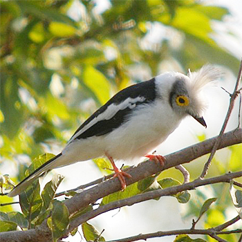 White Helmetshrike