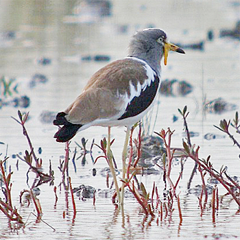 White-headed Lapwing