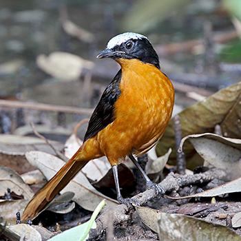 White-crowned Robin-chat