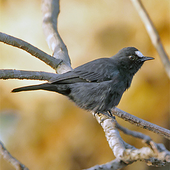White-fronted Black-chat