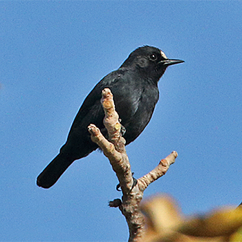 White-fronted Black-chat