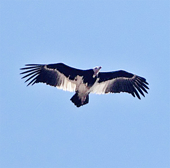 White-headed Vulture