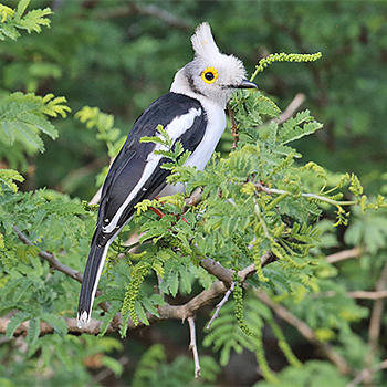 White Helmetshrike