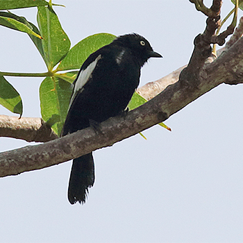 White-shouldered Black-tit