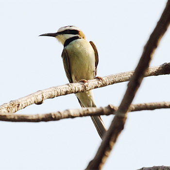 White-throated Bee-eater