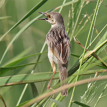 Winding Cisticola