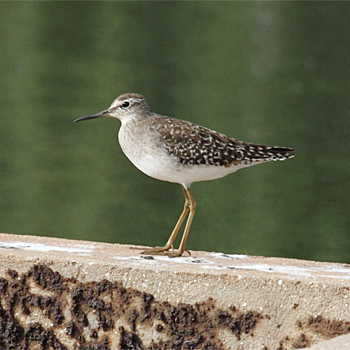 Wood Sandpiper