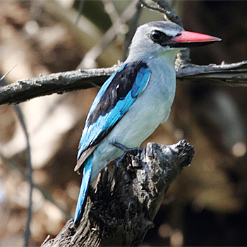Woodland Kingfisher