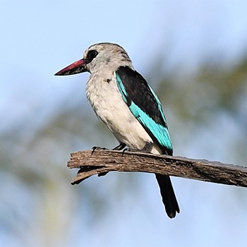 Woodland Kingfisher