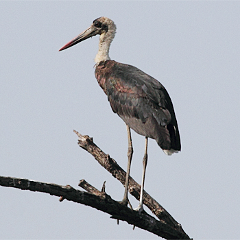 Woolly-necked Stork