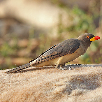 Yellow-billed Oxpecker