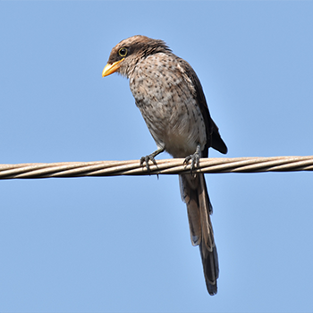 Yellow-billed Shrike