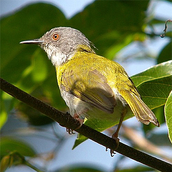 Yellow-breasted Apalis