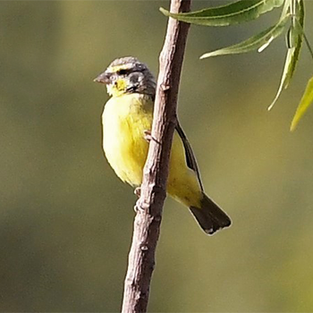Yellow-fronted Canary