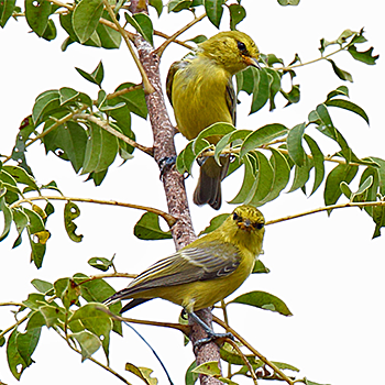 Yellow Penduline-tit