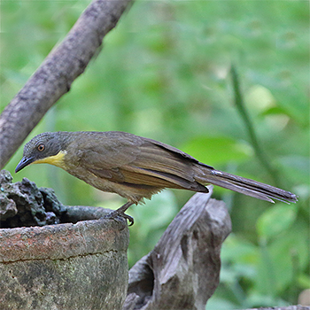 Yellow-throated Greenbul