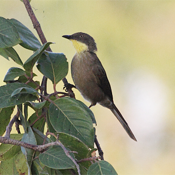 Yellow-throated Leaflove