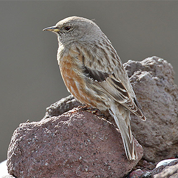Alpine Accentor