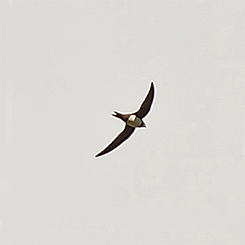 Alpine Swift