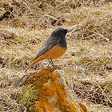 Black Redstart (<em>semirufus</em>)
