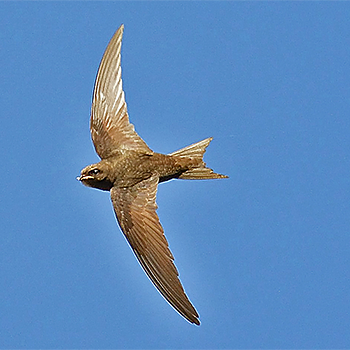 Common Swift