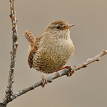 Eurasian Wren (<em>hyrcanus</em>)