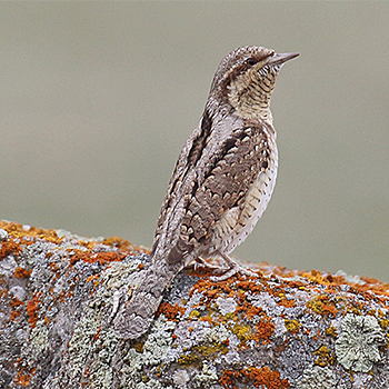Eurasian Wryneck
