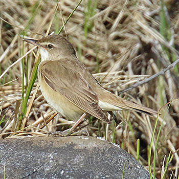 Great Reed Warbler