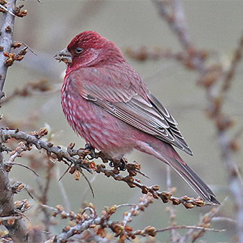 Great Rosefinch