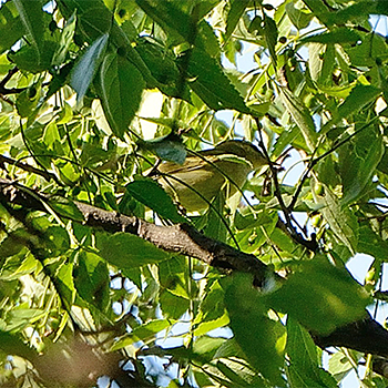Green Warbler