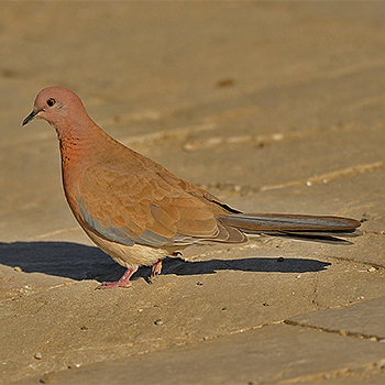 Laughing Dove