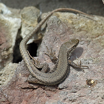Lizard sp.