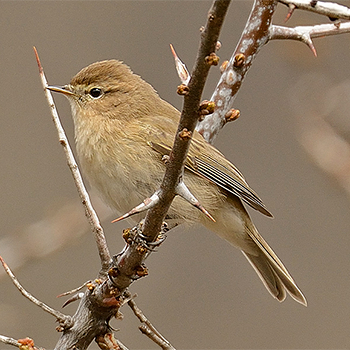 Mountain Chiffchaff