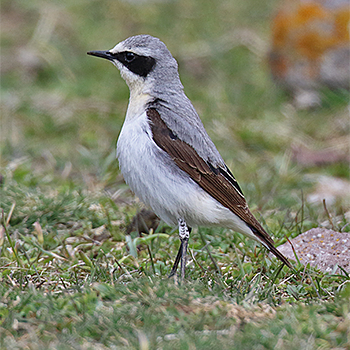 Northern Wheatear