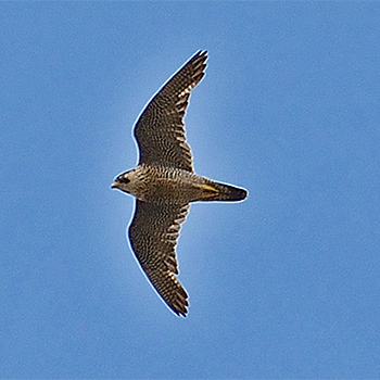 Peregrine Falcon