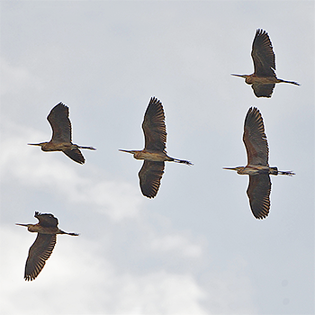 Purple Herons