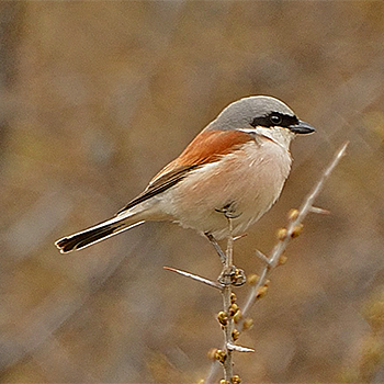 Red-backed Shrike