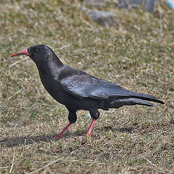 Red-billed Chough