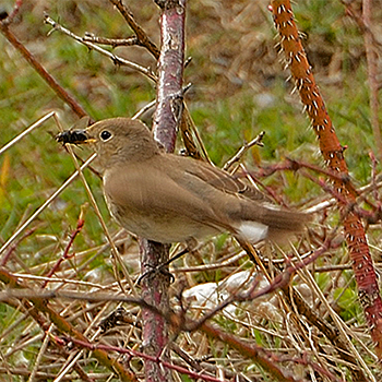 Red-breasted Flycatcher