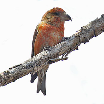 Red Crossbill