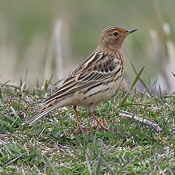 Red-throated Pipit