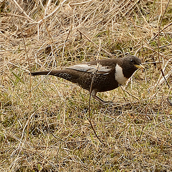 Ring Ouzel