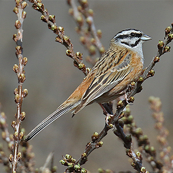 Rock Bunting