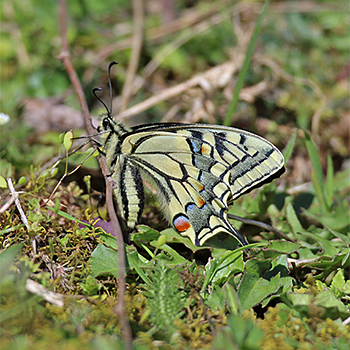 Swallowtail