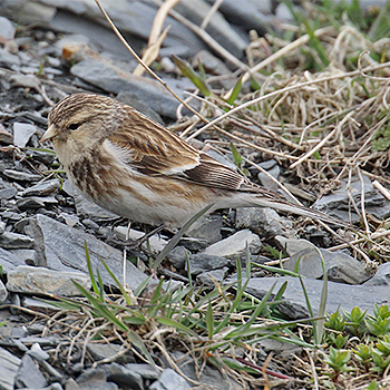 Twite