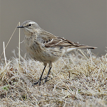 Water Pipit (<em>coutellii</em>)