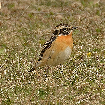 Whinchat
